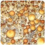 Псилоцибиновые (галлюциногенные)  грибы Psilocybin "Golden Teacher" в Мичуринске