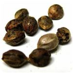 Семена марихуаны АК-47  (Seeds AK-47) в Мичуринске